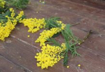 Europski je tjedan prevencije raka vrata maternice