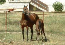 U tijeku podnošenje zahtjeva za potporu za toplokrvne pasmine konja za 2024. godinu