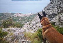 HGSS pomaže nama – SAD SVI ZA NJIH! Nabavimo im potražnog psa!