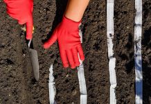 Vrtlarski radovi u ožujku: Što se radi, a što sadi?