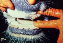 Poziv na oprez i primjenu biosigurnosnih mjera zbog pojave slinavke i šapa u Mađarskoj