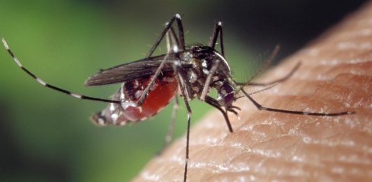 Obavijest o dezinsekciji komaraca na području Općine Dragalić