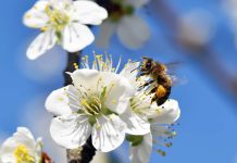 Svjetski je dan pčela: Pčele imaju neprocjenjivu ulogu u zaštiti bioraznolikosti