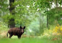 Prva pojava afričke svinjske kuge u divljih svinja na području Osječko-baranjske županije