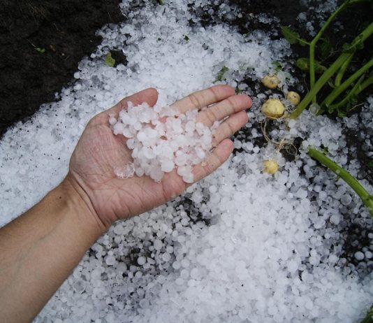 Program potpore za poljoprivredne sektore pogođene nepovoljnim klimatskim prilikama i prirodnim nepogodama u 2024. godini