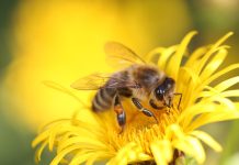 OTVORENO SAVJETOVANJE – Potpore pčelarima koji su imali pomor pčelinjih zajednica u 2025. godini