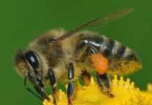 Javni poziv za iskaz interesa osnivača škola za program “Školski medni dan s hrvatskih pčelinjaka za 2025. godinu”