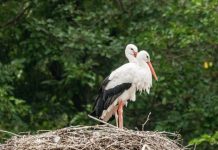 Subvencioniranje gnijezda bijele rode na krovovima objekata