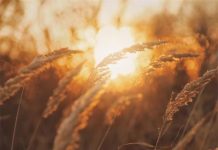 Otvoren natječaj za ulaganja u preradu poljoprivrednih proizvoda vrijedan 70 milijuna eura