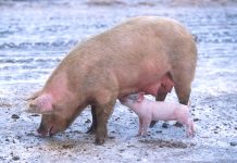 Započelo podnošenje zahtjeva za potpore iz Programa državne potpore za sufinanciranje unaprjeđenja biosigurnosnih mjera