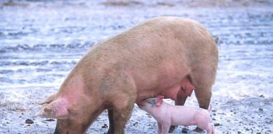 Započelo podnošenje zahtjeva za potpore iz Programa državne potpore za sufinanciranje unaprjeđenja biosigurnosnih mjera