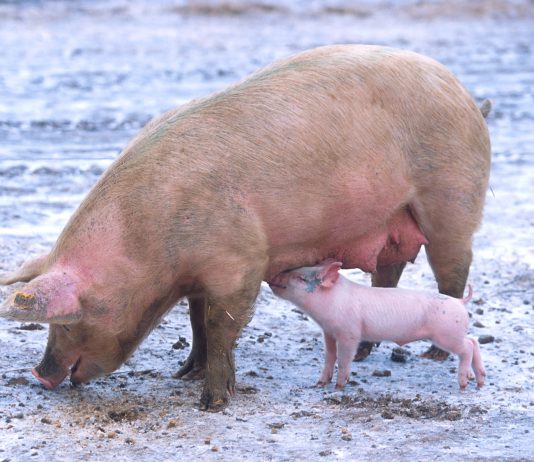 Započelo podnošenje zahtjeva za potpore iz Programa državne potpore za sufinanciranje unaprjeđenja biosigurnosnih mjera