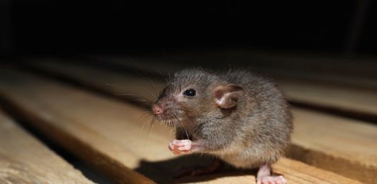 Plan deratizacije na lokacijama u Novoj Gradiški!