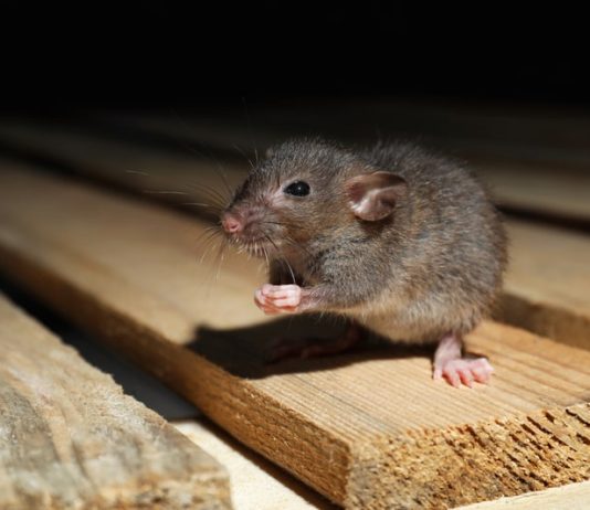 Plan deratizacije na lokacijama u Novoj Gradiški!