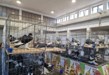 Ovaj vikend trodnevna izložba malih životinja u Novoj Gradiški