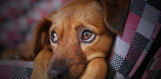 Prijatelji životinja: Hrvatska mora hitno zabraniti dane bučne pirotehnike!