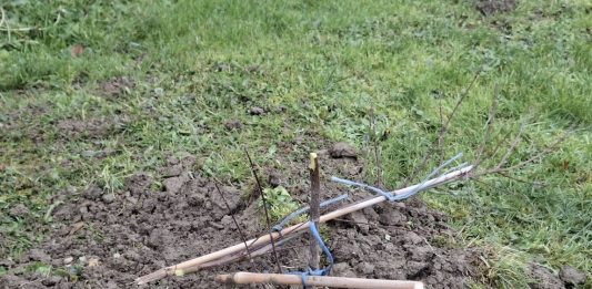 Tko je posjekao mlade sadnice u parkovima u Rešetarima?!