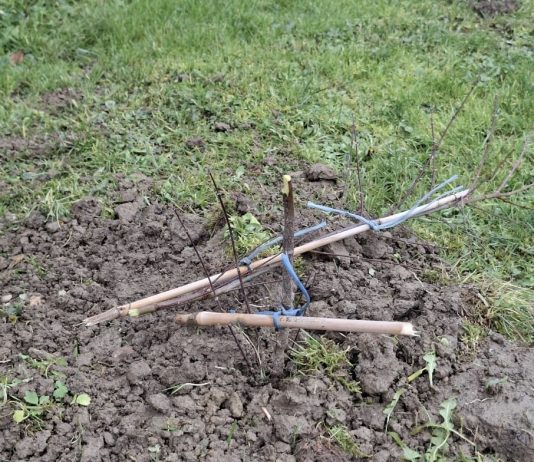 Tko je posjekao mlade sadnice u parkovima u Rešetarima?!