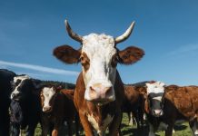 Isplaćeno 6,5 milijuna eura iz Programa potpore za obnovu narušenog proizvodnog potencijala u sektoru mesnog govedarstva, svinjogojstva, te mesnog ovčarstva i kozarstva za 2025. godinu