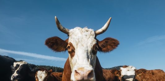 Isplaćeno 6,5 milijuna eura iz Programa potpore za obnovu narušenog proizvodnog potencijala u sektoru mesnog govedarstva, svinjogojstva, te mesnog ovčarstva i kozarstva za 2025. godinu