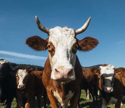 Isplaćeno 6,5 milijuna eura iz Programa potpore za obnovu narušenog proizvodnog potencijala u sektoru mesnog govedarstva, svinjogojstva, te mesnog ovčarstva i kozarstva za 2025. godinu