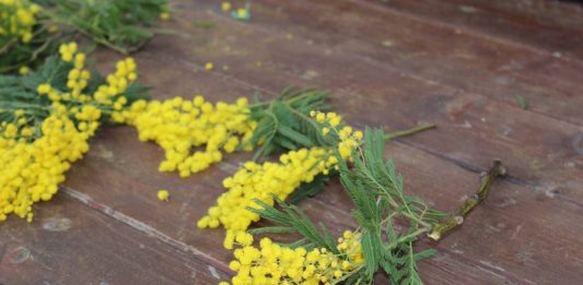 Dan mimoza: Godišnje u Hrvatskoj oboli oko tristo žena
