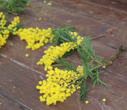 Dan mimoza: Godišnje u Hrvatskoj oboli oko tristo žena