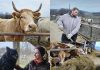 Stočari zatrpani papirologijom, a nezaštićeni kad je najteže: “Mi nismo knjigovođe, mi smo ljudi s farme”