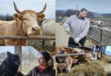 Stočari zatrpani papirologijom, a nezaštićeni kad je najteže: “Mi nismo knjigovođe, mi smo ljudi s farme”