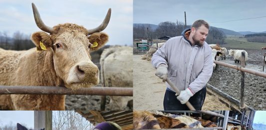 Stočari zatrpani papirologijom, a nezaštićeni kad je najteže: “Mi nismo knjigovođe, mi smo ljudi s farme”