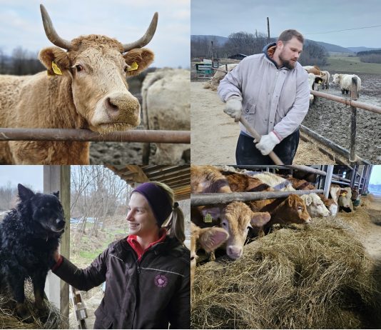 Stočari zatrpani papirologijom, a nezaštićeni kad je najteže: “Mi nismo knjigovođe, mi smo ljudi s farme”
