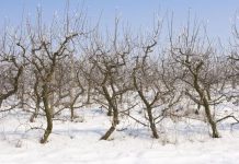 Kalendar radova: Evo što sadimo i radimo u vrtu tijekom siječnja