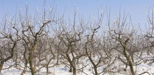 Kalendar radova: Evo što sadimo i radimo u vrtu tijekom siječnja