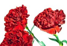 Zašto slavimo Dan žena? Priča o borbi za prava i simbolici crvenog karanfila