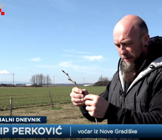 Mladi voćar Josip Perković iz Nove Gradiške skuplja stare sorte i sadi voćnjak za obitelj