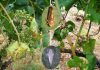 Obavijest vlasnicima vinograda – prikupljanje podataka o zapuštenim vinogradima radi suzbijanje širenja zlatne žutice vinove loze