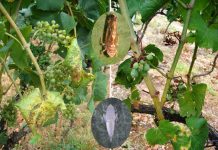 Obavijest vlasnicima vinograda – prikupljanje podataka o zapuštenim vinogradima radi suzbijanje širenja zlatne žutice vinove loze