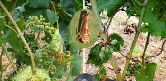 Obavijest vlasnicima vinograda – prikupljanje podataka o zapuštenim vinogradima radi suzbijanje širenja zlatne žutice vinove loze