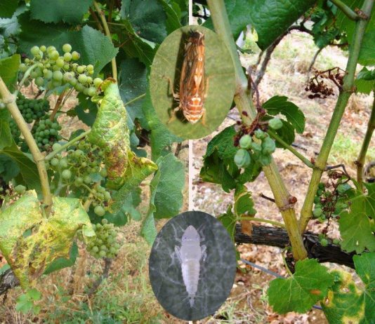 Obavijest vlasnicima vinograda – prikupljanje podataka o zapuštenim vinogradima radi suzbijanje širenja zlatne žutice vinove loze
